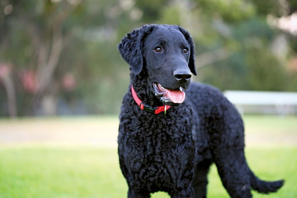 Black Curly-Coated Retriever in profile