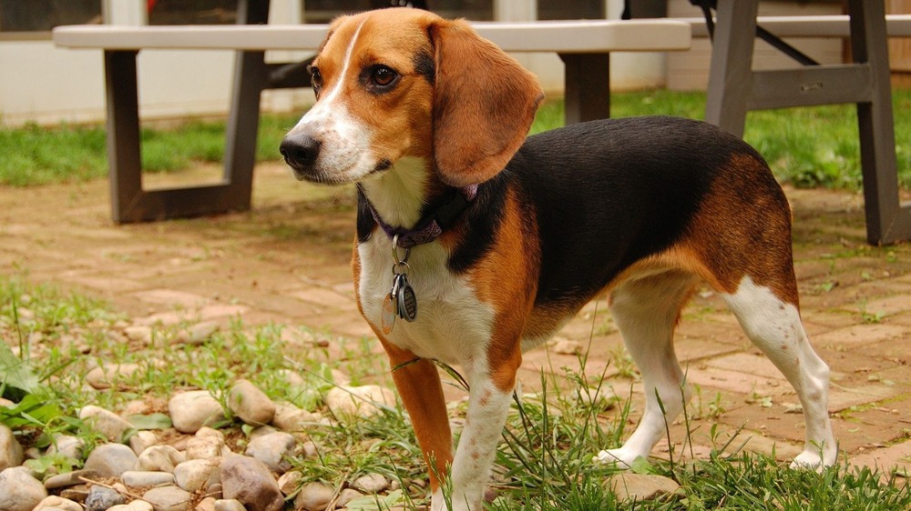 Serbian Tricolour Hound looking attentive