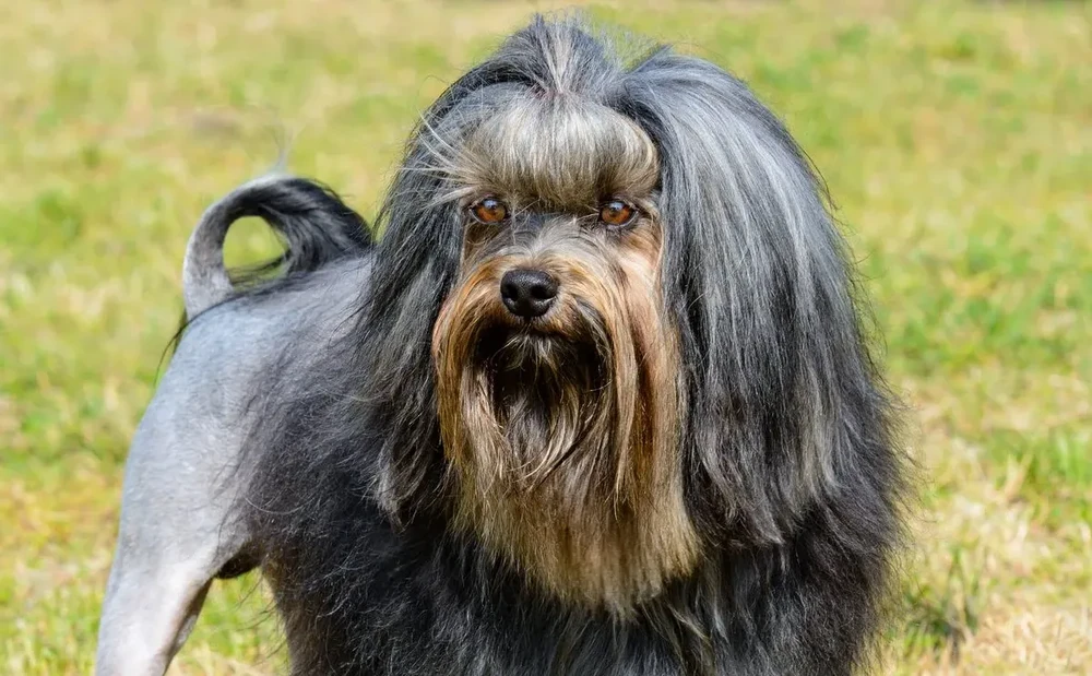 Lowchen standing in a lion trim