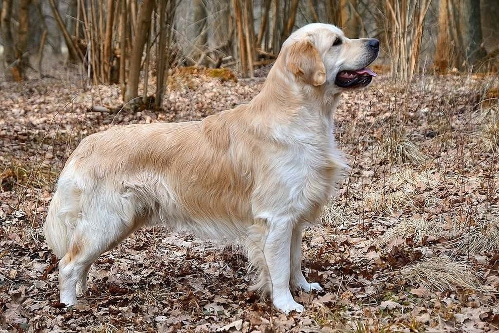 Golden Retriever portrait with soft expression