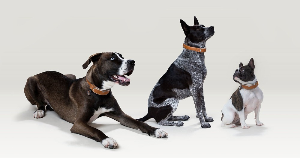 Veterinary check of a dog