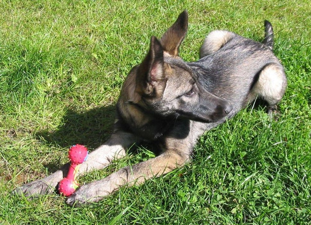 Lupo Italiano standing outdoors with an alert posture