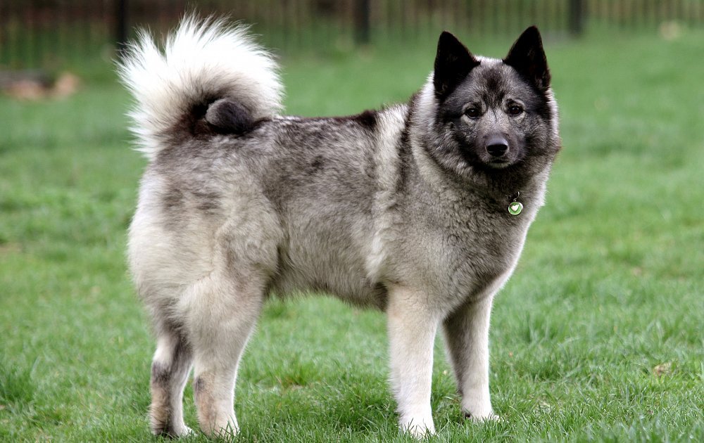 Norwegian Elkhound in profile with curled tail