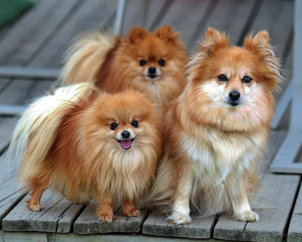 Close view of a Pomeranian fluffy coat