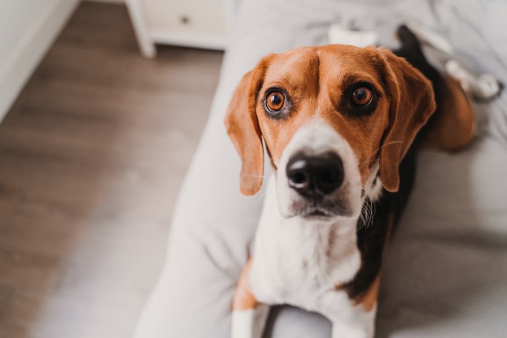 Veterinary check of a dog