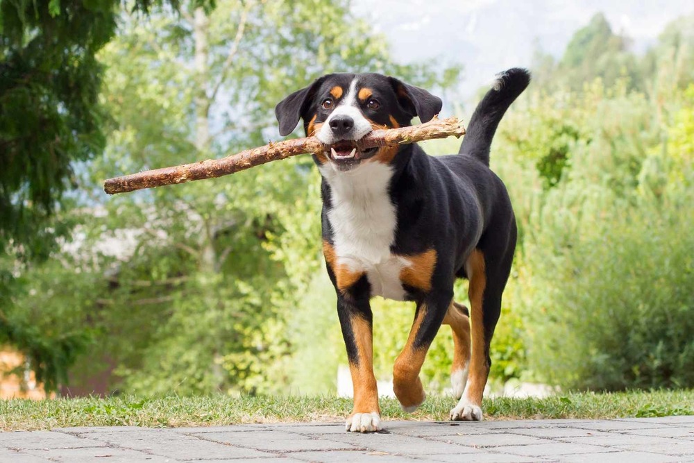 Appenzeller Sennenhund on grass