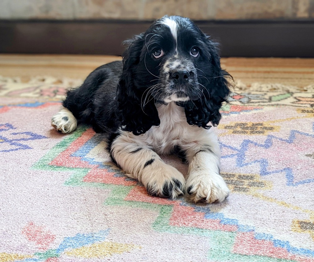 American Cocker Spaniel with a freshly groomed coat