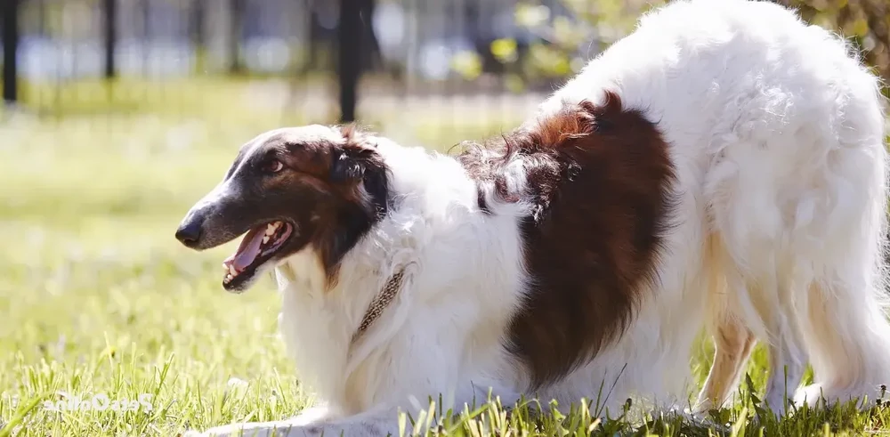 Close view of a Borzoi face and coat texture
