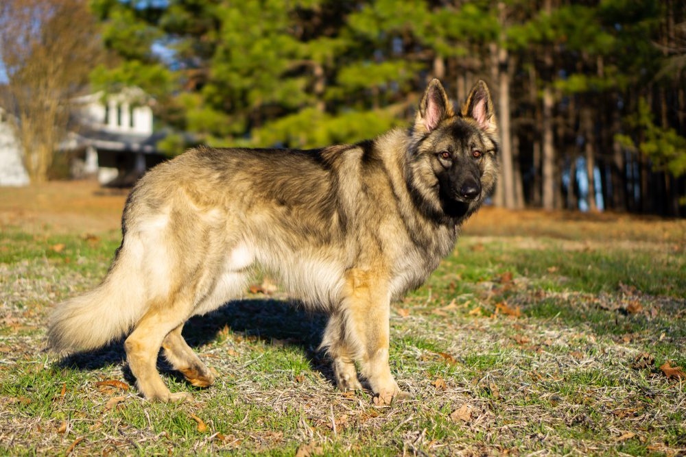 Large Shiloh Shepherd standing outdoors