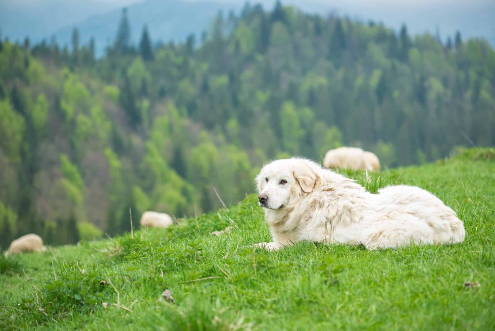 White Tatra Mountain Sheepdog standing outdoors
