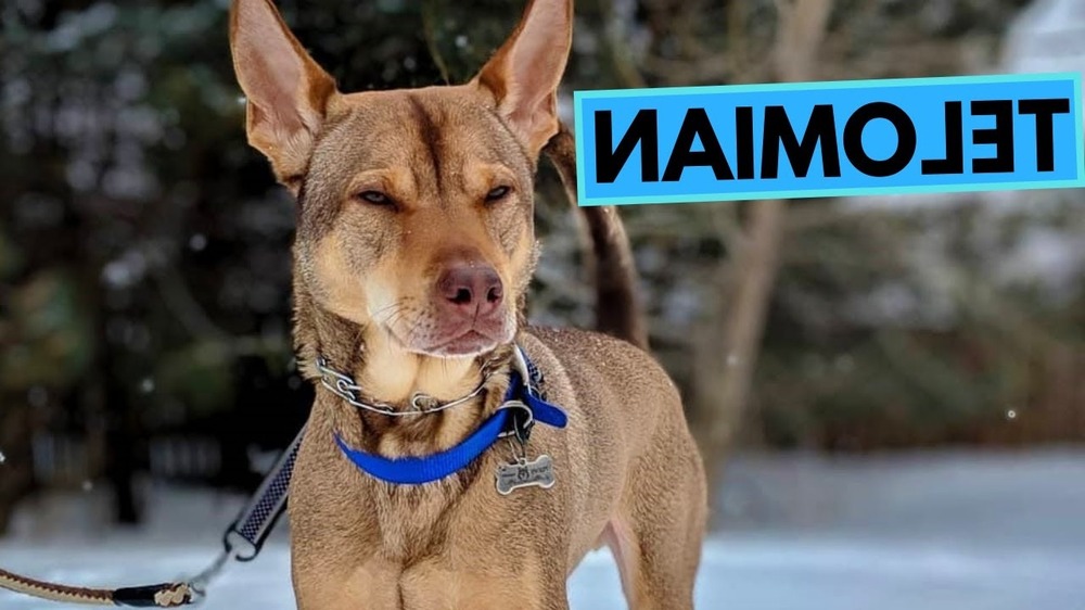 Medium-sized short-coated dog with curled tail