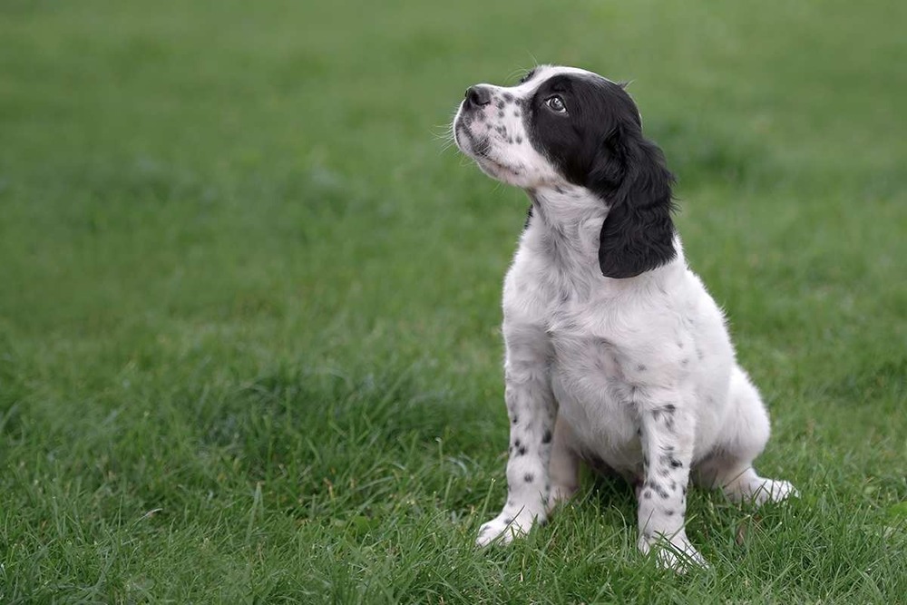 English Setter close up showing coat pattern