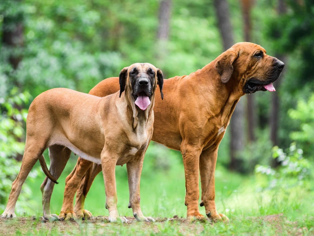 Dogue Brasileiro walking on lead
