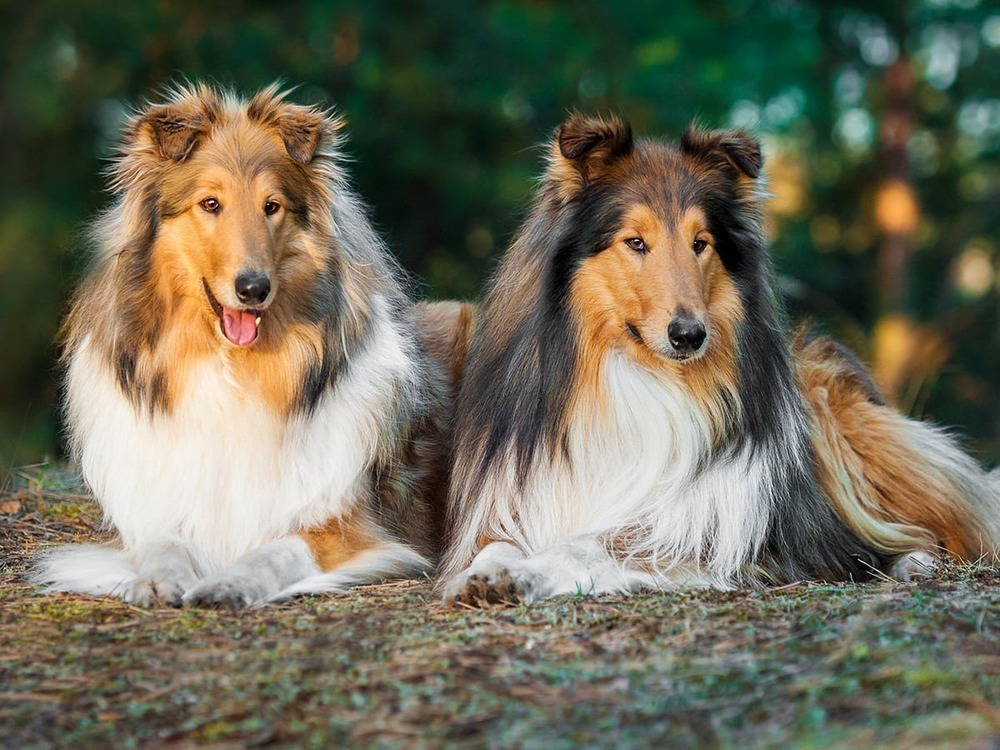 Rough Collie looking attentive