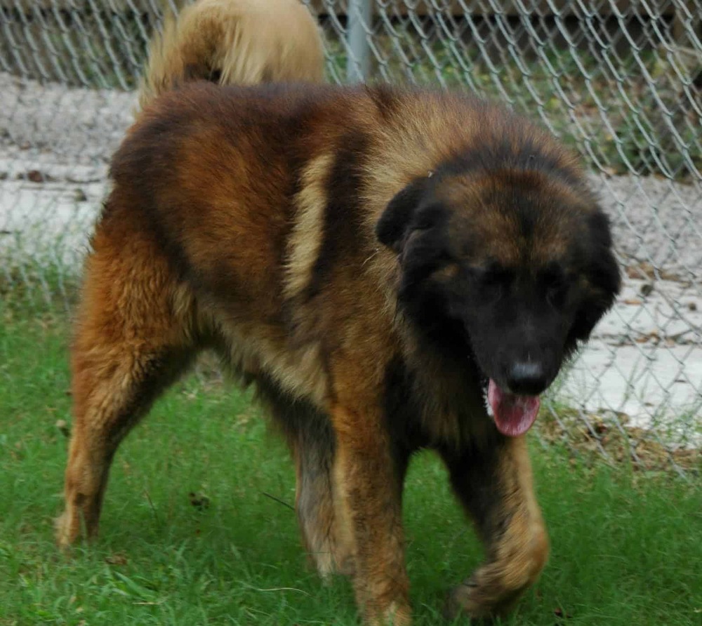 Estrela Mountain Dog close-up showing coat texture