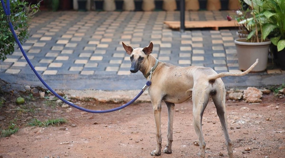 Banjara Hound resting on ground