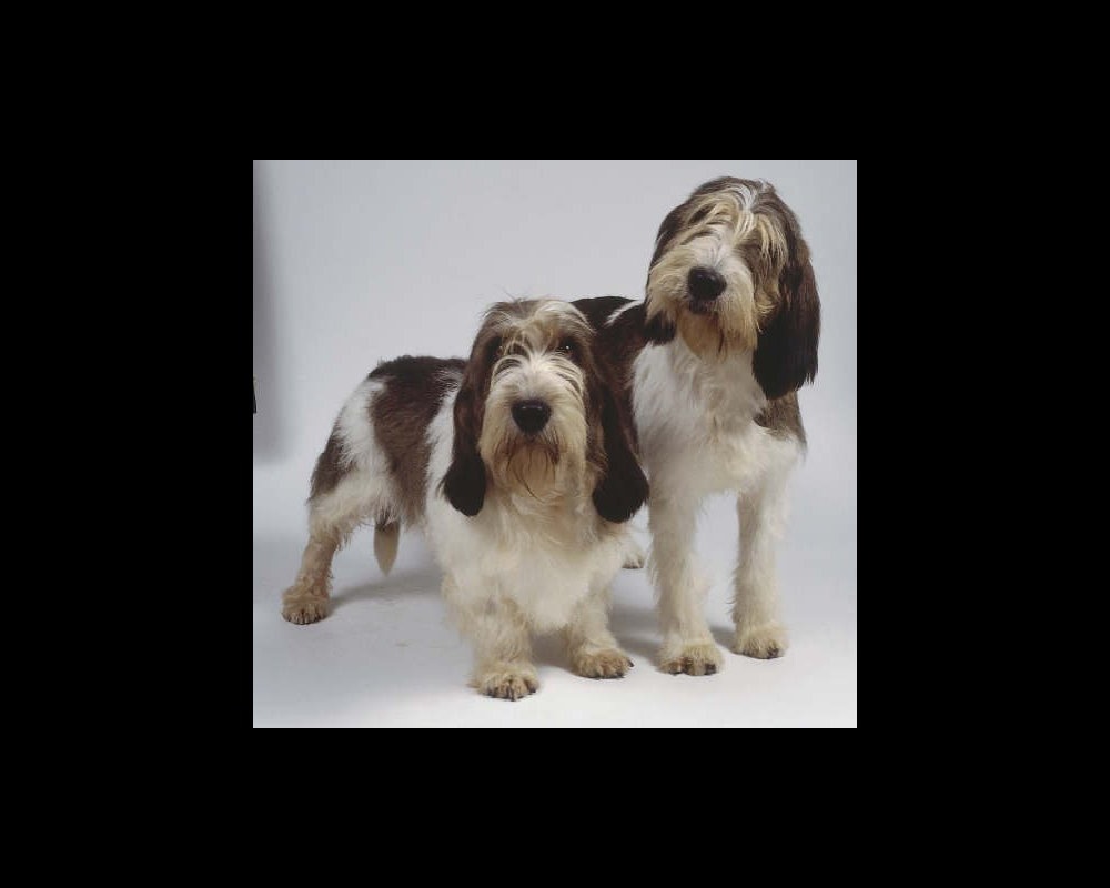 Briquet Griffon Vend&eacute;en exploring a grassy area