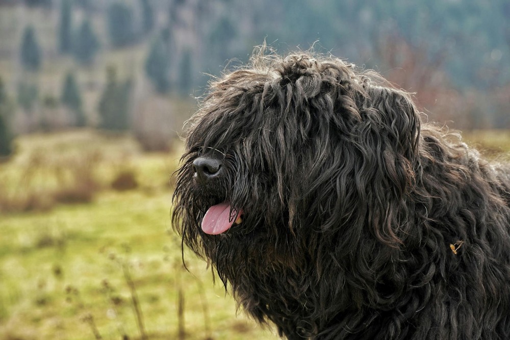 Close view of a Bouvier des Flandres face and coat texture