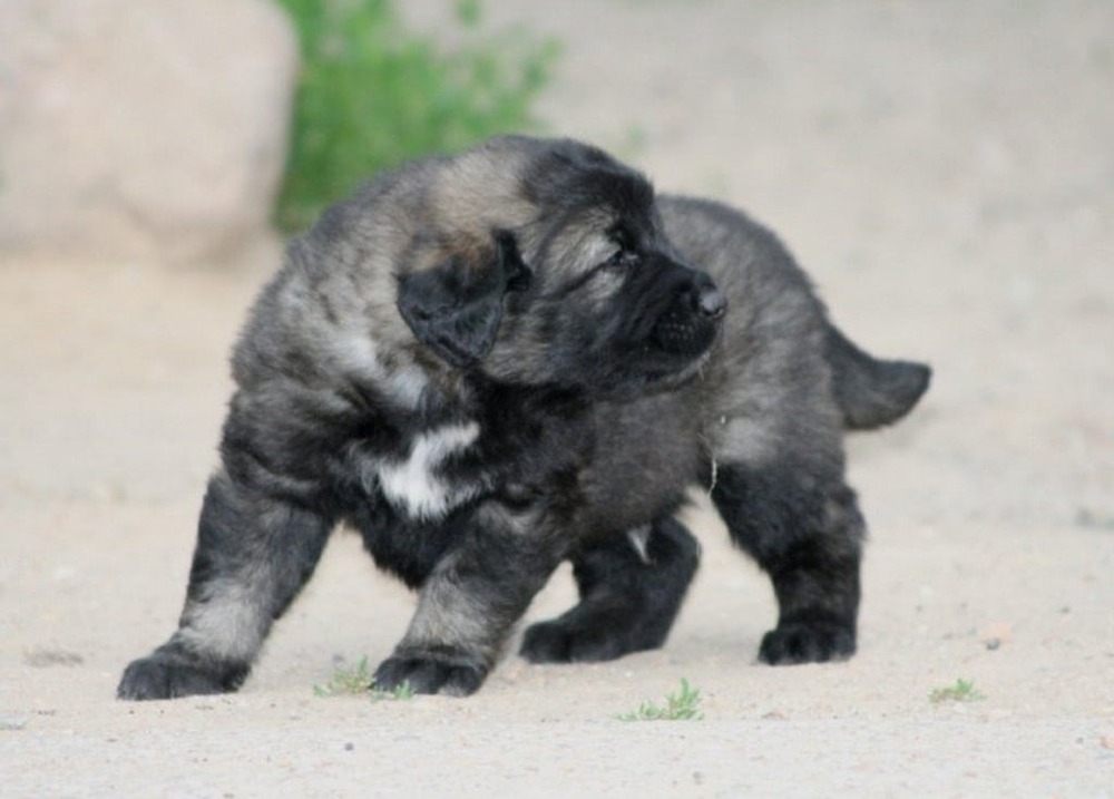 Šarplaninac resting calmly