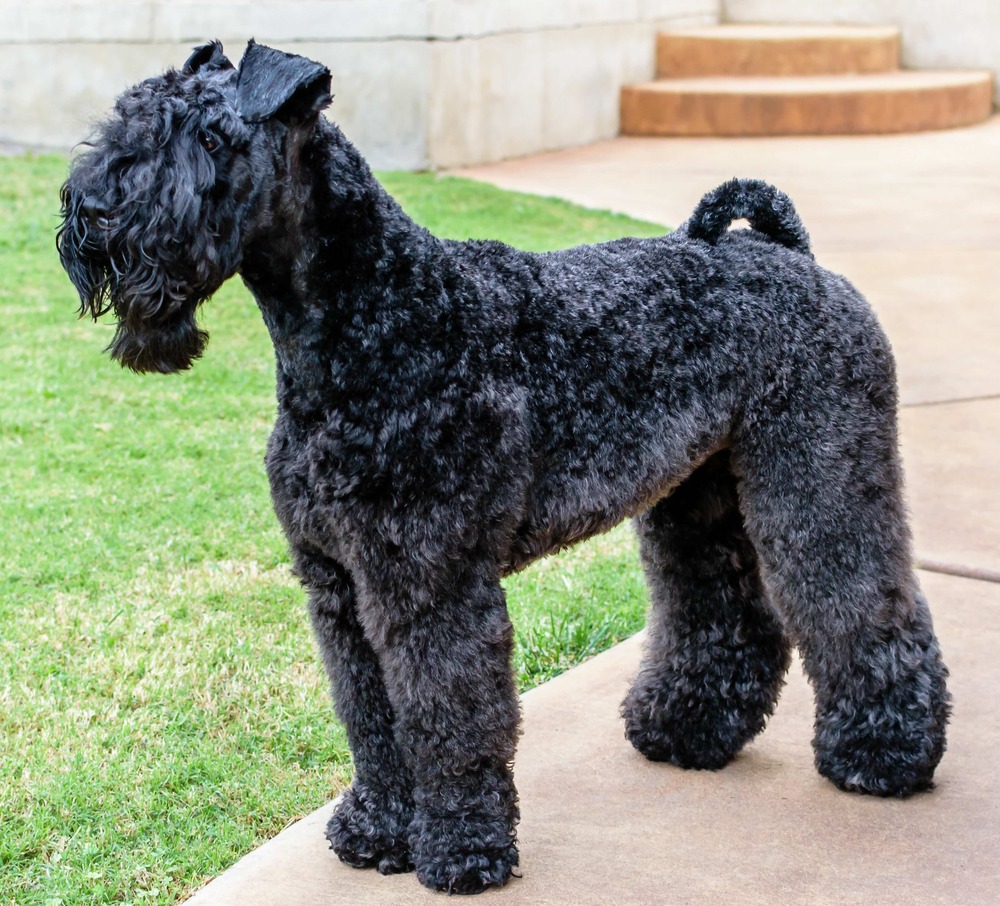 Kerry Blue Terrier outdoors on grass