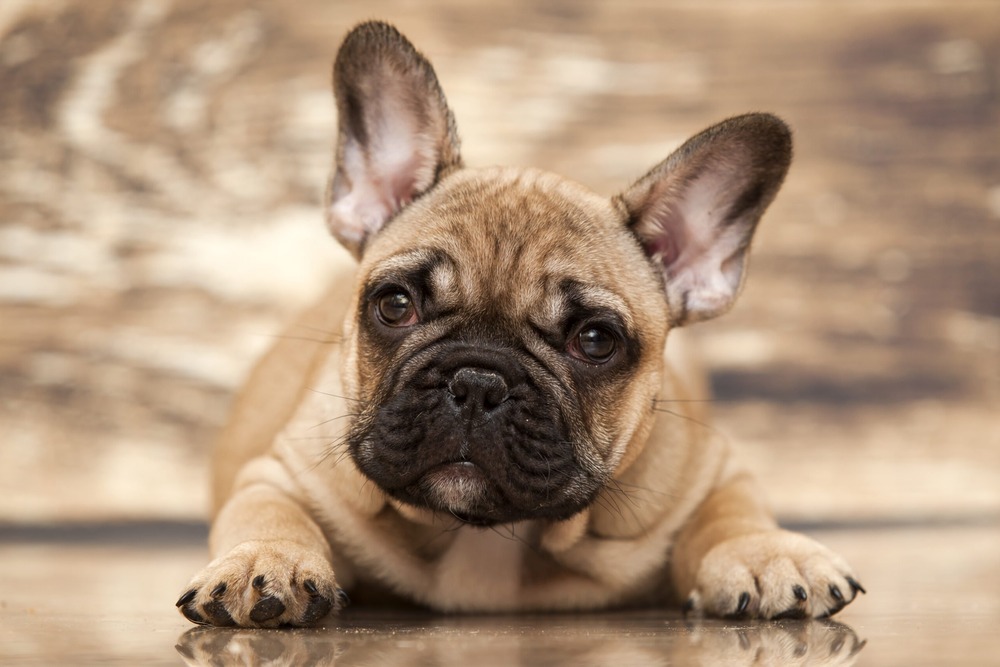 French Bulldog resting on a soft surface