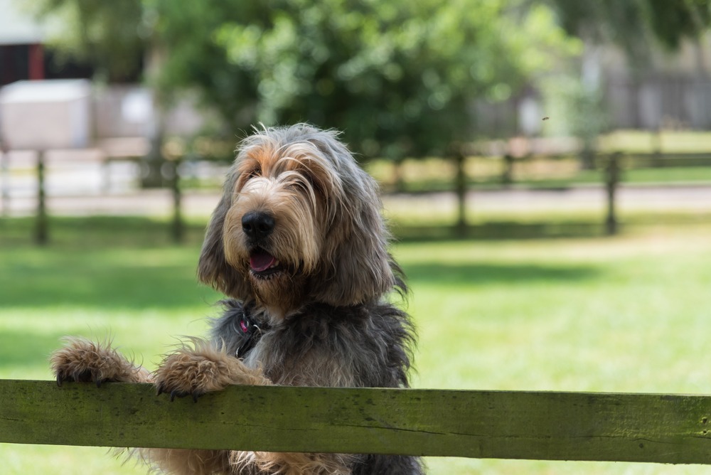 Otterhound lying down outdoors