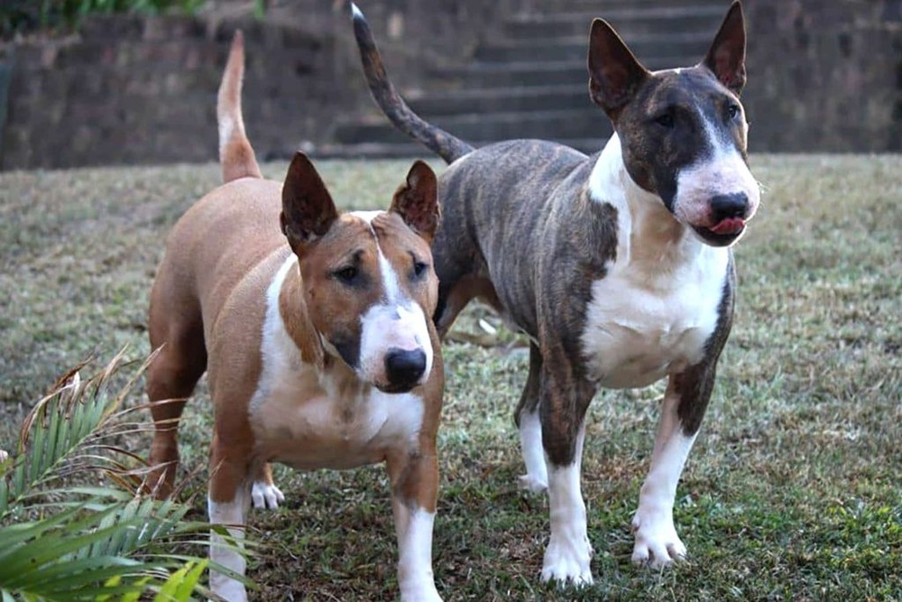 Gull Terrier standing side on, short white coat