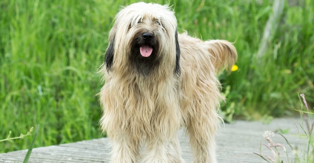 Catalan Sheepdog with shaggy coat