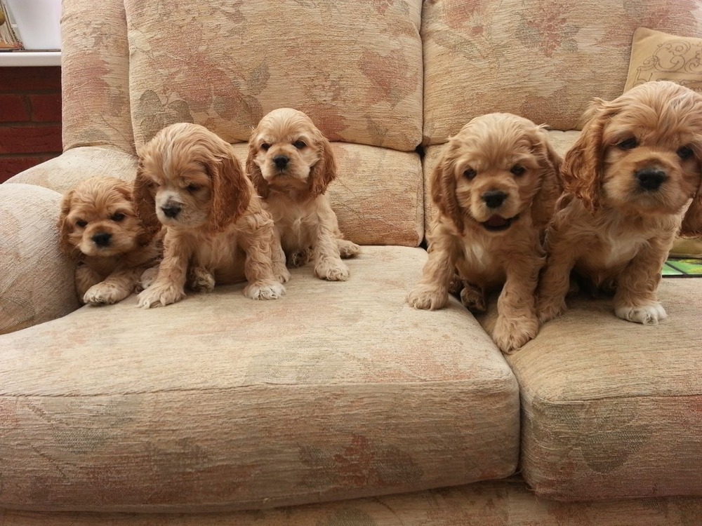 American Cocker Spaniel standing outdoors
