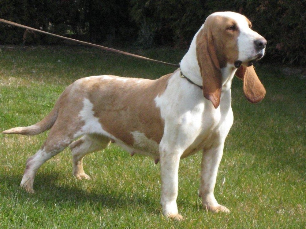 Sabueso Espanol standing outdoors