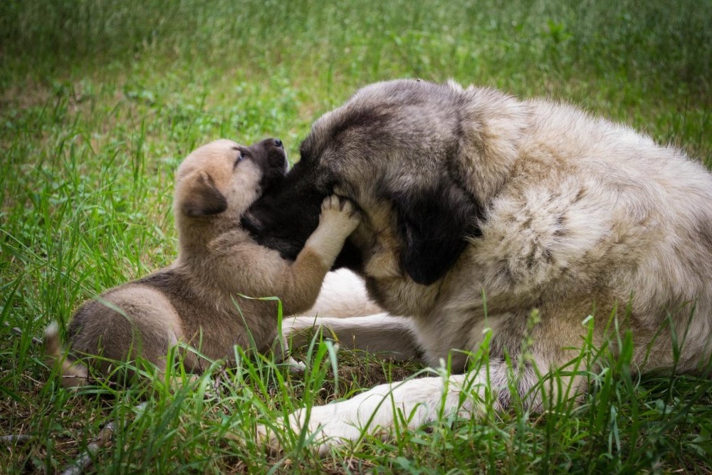 Nursing dog with puppies resting
