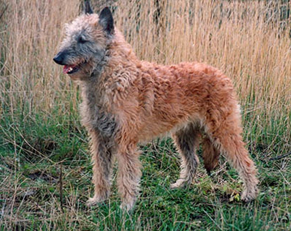 Laekenois standing side-on showing athletic build