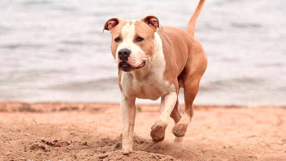 American Staffordshire Terrier standing alert