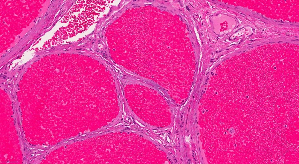 Owner gently checking a dog at home