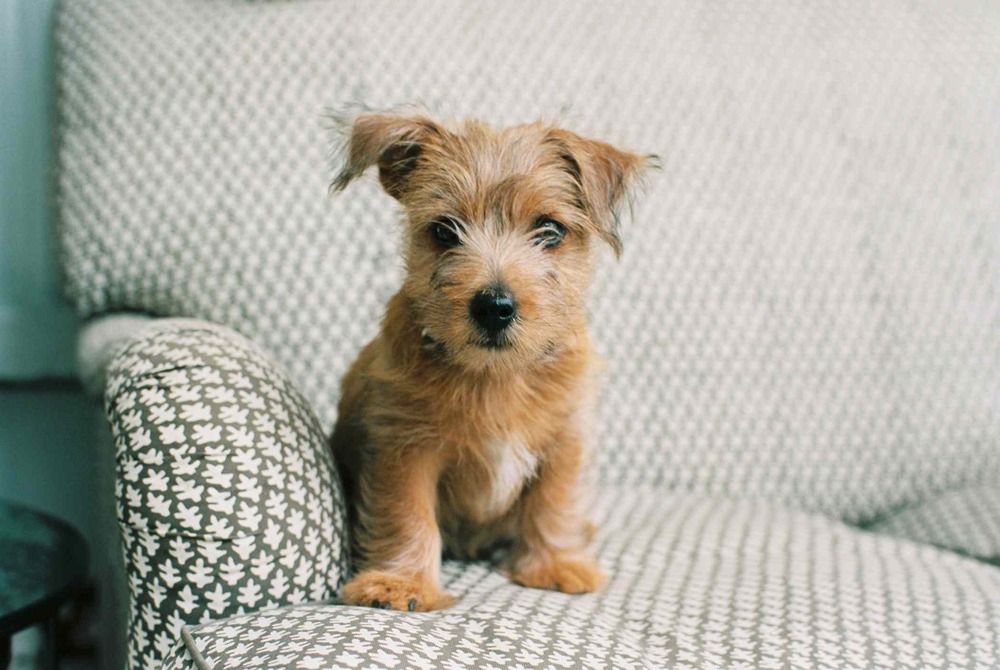 Norfolk Terrier on a lead during a walk
