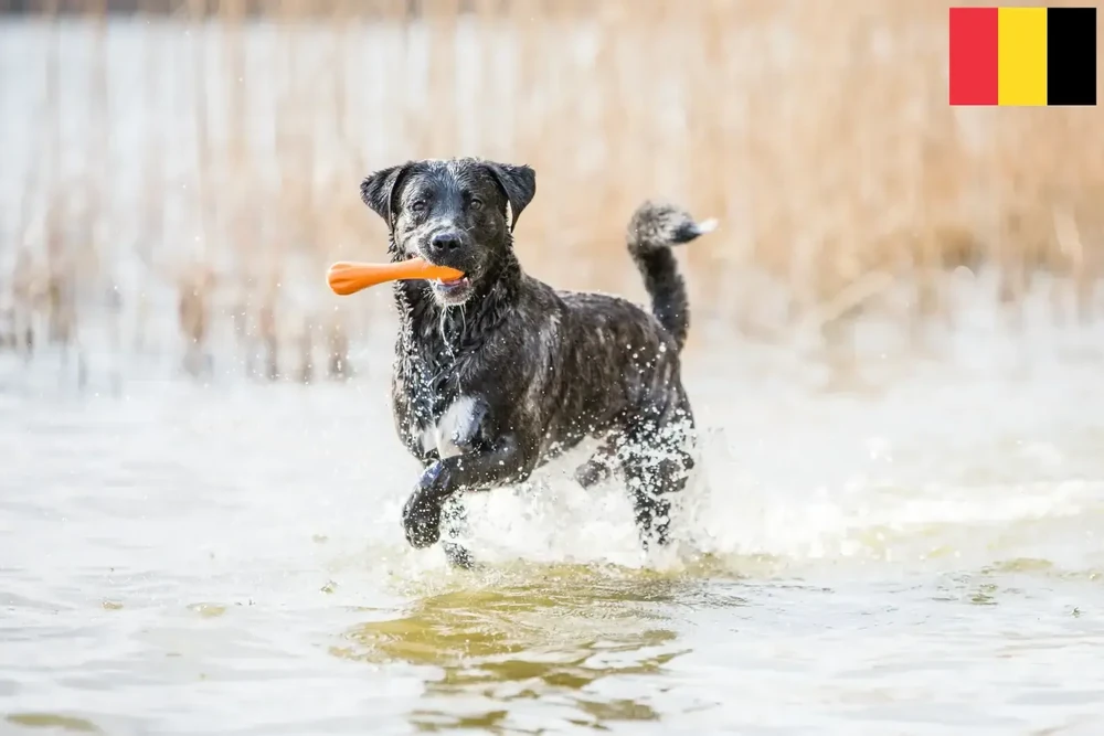 Cão Fila de São Miguel outdoors on grass