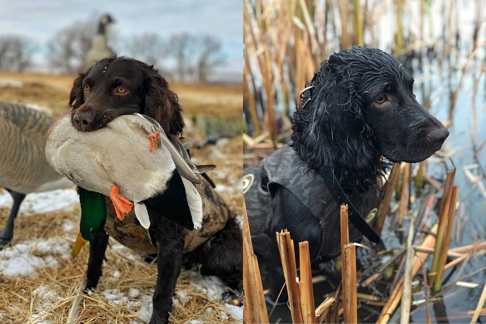 Boykin Spaniel eating from a bowl