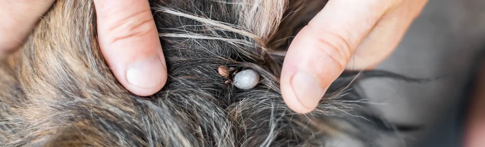 Pet care products arranged on a surface