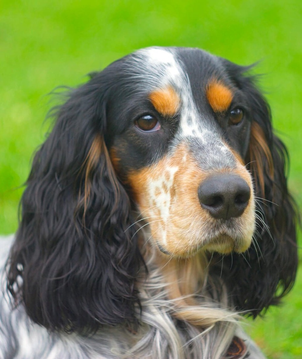 Russian Spaniel standing outdoors