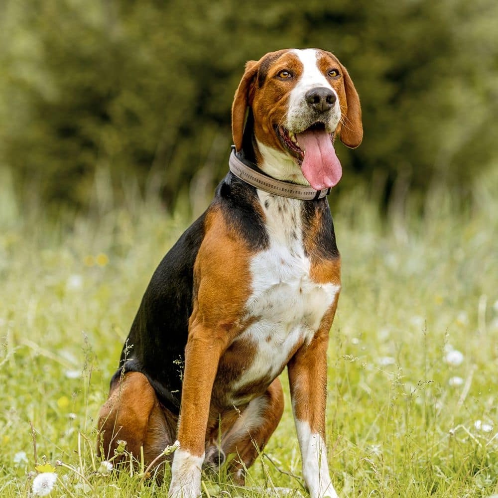 Finnish Hound moving through grass