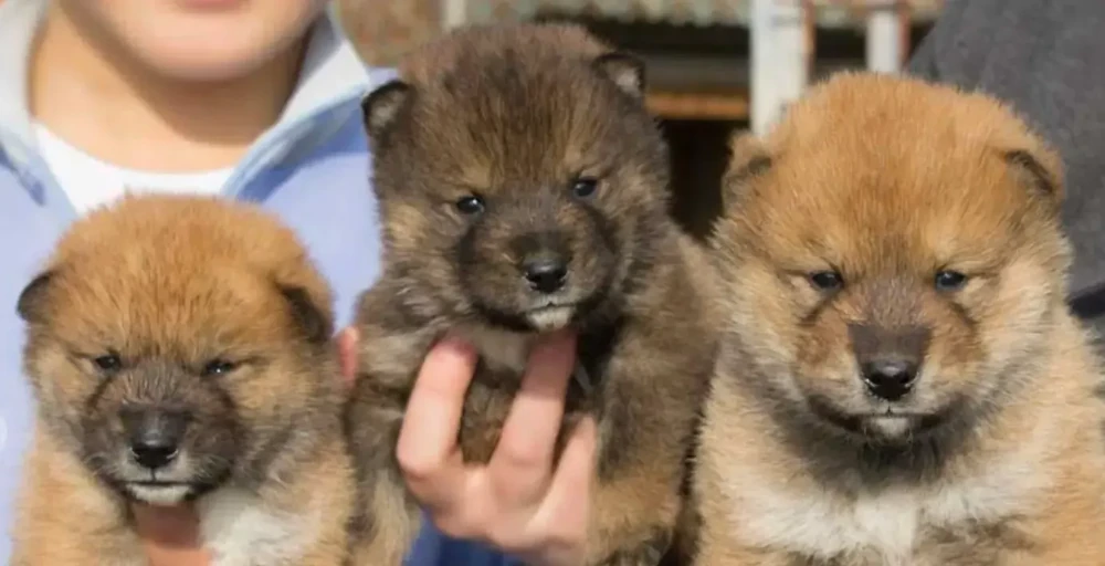 Shikoku dog close-up with alert expression