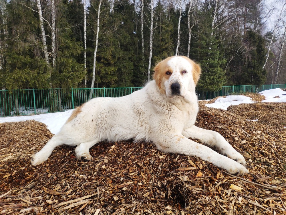 Close view of Central Asian Shepherd Dog head and coat