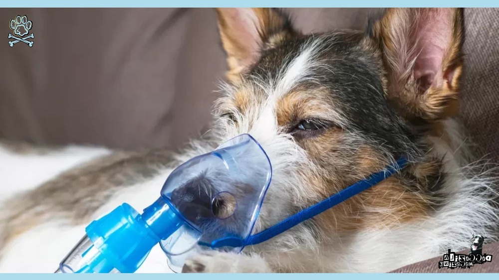 Dog resting and breathing calmly