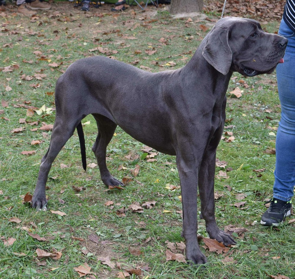 Great Dane on a lead outdoors