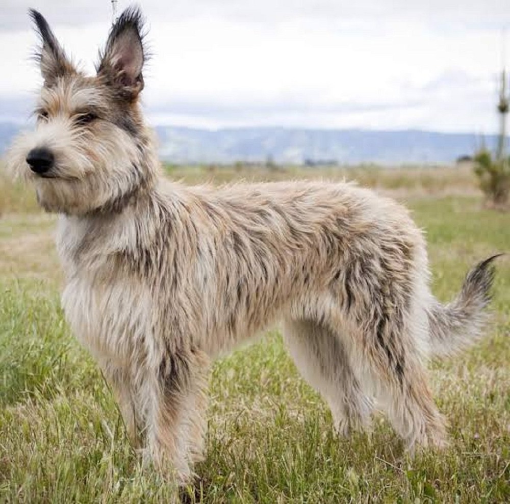 Berger Picard being brushed outdoors