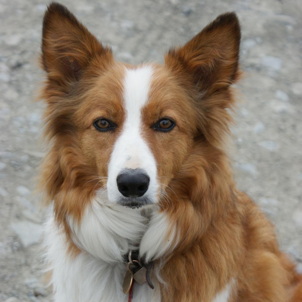 Welsh Hound close up of face