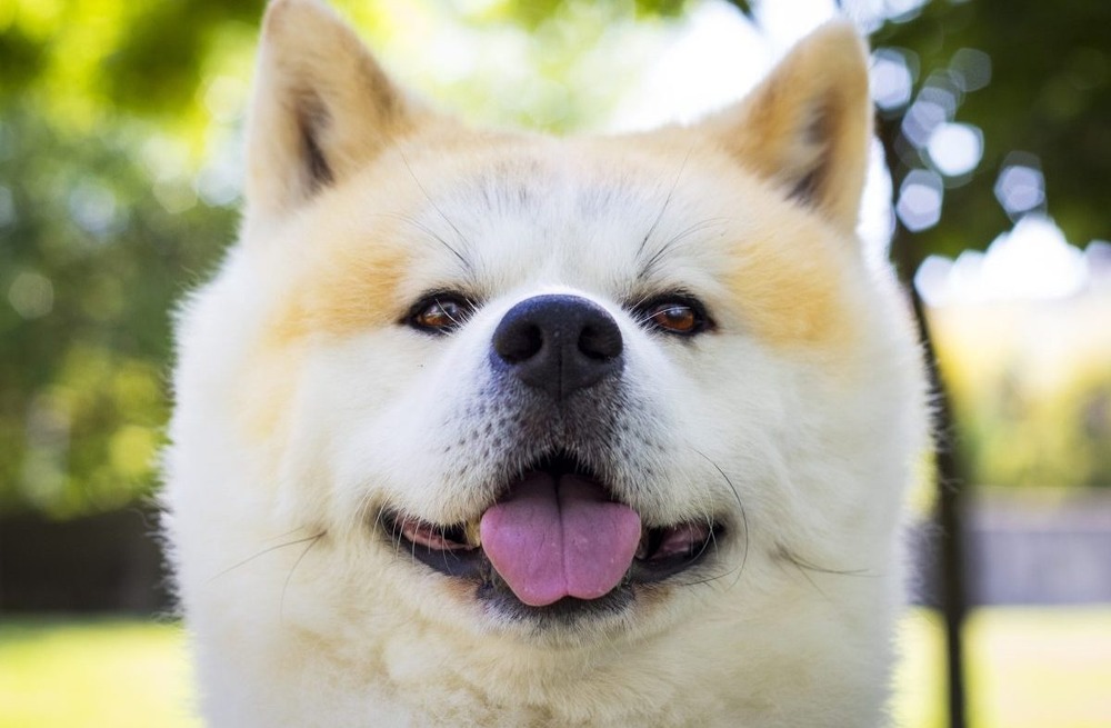 Akita standing outdoors, thick double coat