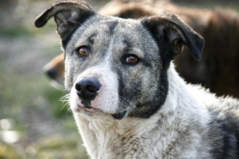 Close view of smooth-coated Tenterfield Terrier