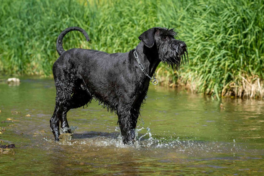 Giant Schnauzer head and shoulders portrait