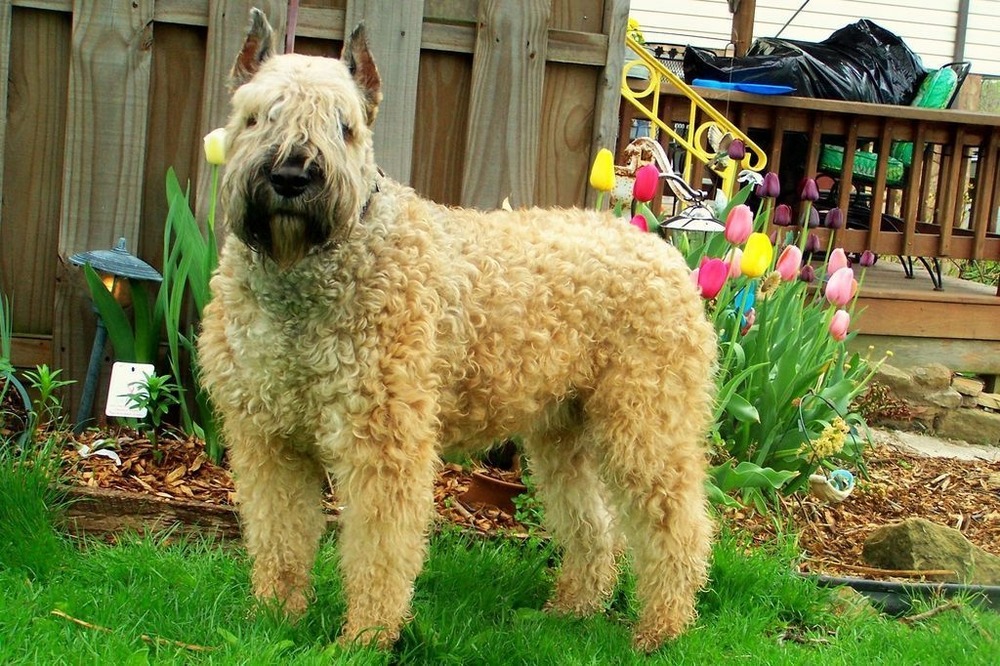Bouvier des Flandres coat detail showing rough texture